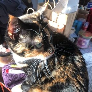 Meet your Posher, Aalya